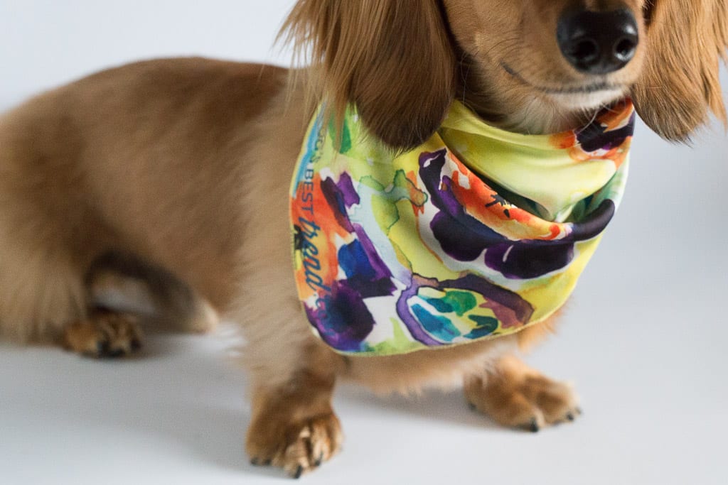 A Year of Boxes™ Dog's Best Trend Review May 2017 A Year of Boxes™