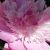 Profile picture of Marilyn Kaluza Massoud