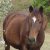 Profile picture of critterfarm